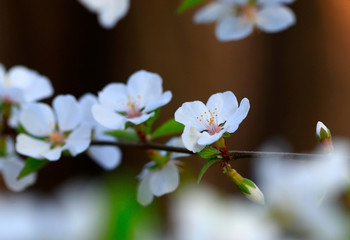 Blooming apricot flowers in the park