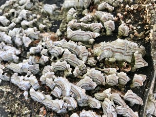 close up of numerous black and white mushrooms