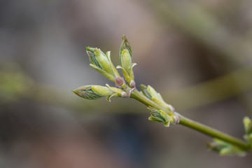 Box Elder Maple Leaves Sprouting in Springtime