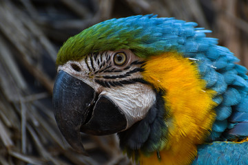 Blue And Yellow Macaw Parrot Face (Ara ararauna)