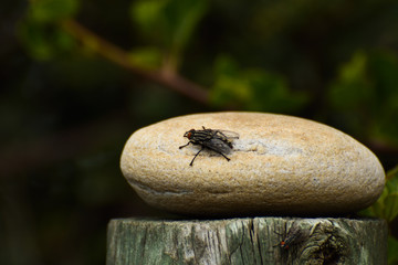 Large Housefly Isolated On Rock (Musca domestica), South Africa