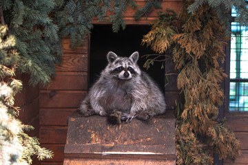 Beautiful funny raccoon is sitting sleepy in a wooden house, mink. Pet is looking directly at the...