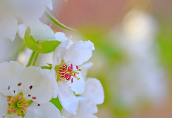 Obraz premium Blooming apricot flowers in the park