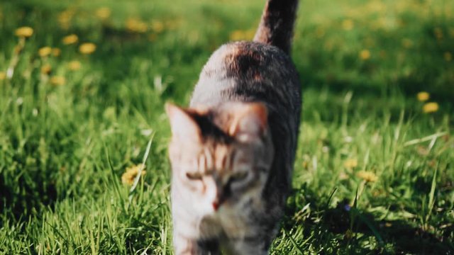 A cat runs skipping through the spring grass. Beautiful sunlight. Slow motion images