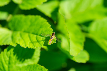 Globetail Hoverfly on Leaf in Springtime
