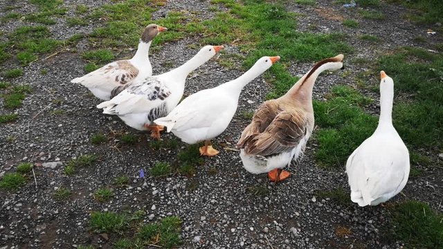 Geese graze on goose farm in traditional village