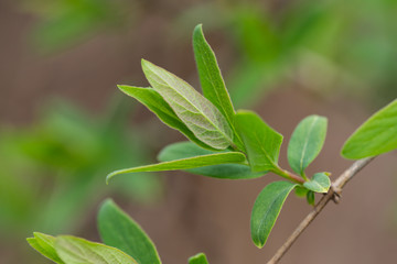 Fototapeta na wymiar Honeysuckle Leaves in Springtime