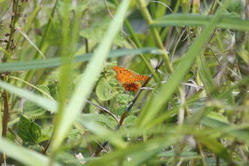 Bela borboleta!