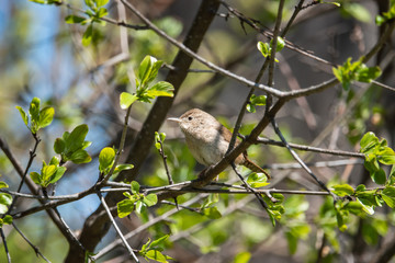 House Wren on Branch in Springtime