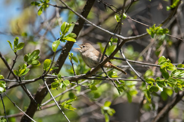 House Wren on Branch in Springtime