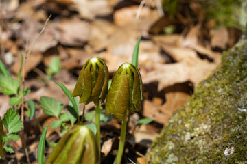 Mayapple Plants Sprouting in Springtime