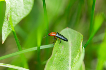 Lizard Beetle on Leaf in Springtime