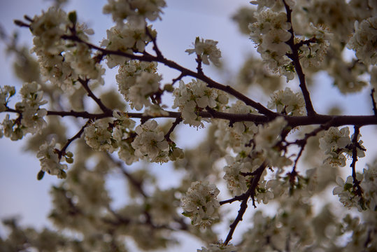 A branch of a plum blossom on a blurred background.