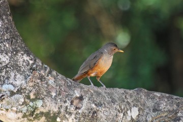 Os pássaros são lindos!