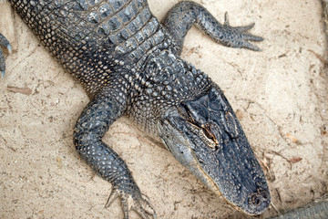 Fototapeta premium this is a close up of an alligator