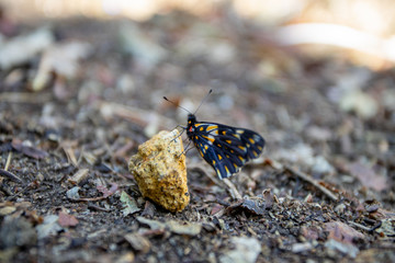 Mariposa negra con manchas amarillas posada sobre roca