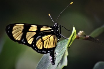 Fototapeta na wymiar Bela borboleta!