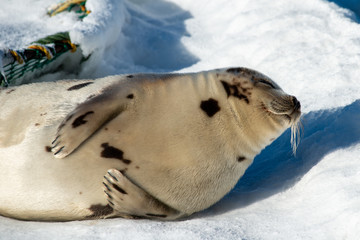 A large harp seal lays on a beach covered in snow sunning himself. The animal has large claws and...