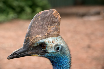 this is a close up of a cassowary