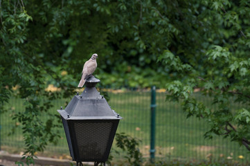 Flycatcher, bird of the family Muscicapidae perched on a lamppost in a public park	