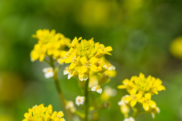 Winter Cress Flowers in Springtime