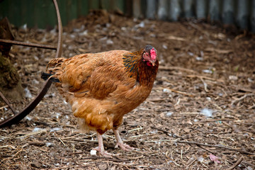 this is a side view of a chicken