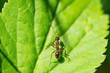 Wood Ant on Leaf in Springtime