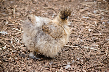 this is a side view of a silkie chicken