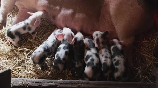 Seven little spotted piglets suckling on a sow in a stall in an agricultural barn with clean straw on the floor viewed high angle