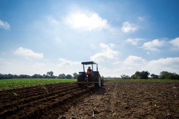 Campo de maíz siendo trabajado por un tractor