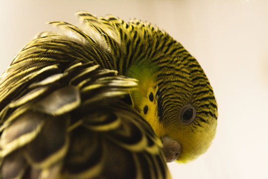 Un lindo periquito australiano haciendo la espiral de fibonacci
