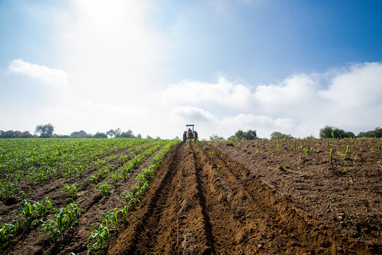 Campo de ma&iacute;z siendo trabajado por un tractor