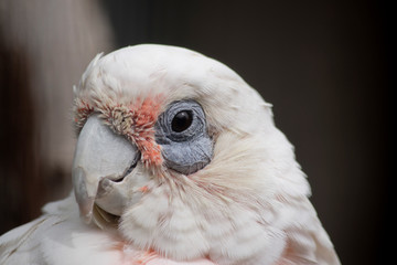 this is a close up of a short beaked corella