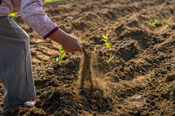 Mano arrancando planta de raíz 