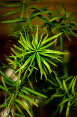 araucaria green leaves