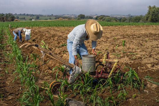 Agricultor preparando las semillas dentro de una m&aacute;quina sembradora