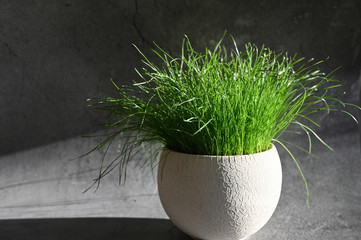 Fresh grass in a pot in the sun