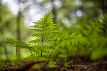 Junger Farn, Athyrium filix-femina, sprießt im Frühling aus dem Waldboden