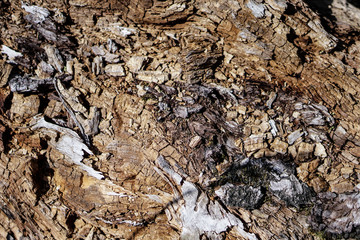 Decrepit texture of wood and sawdust. Stock background for design. Shattered materials