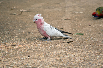 this is a side view of a galah