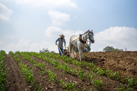 Agricultor sembrando ma&iacute;z con arado tradicional y caballo