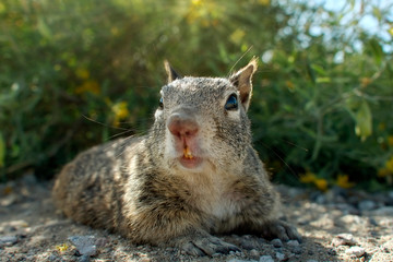 Naklejka premium Squirrel facing camera on ground. Green bush, yellow flowers, on hot and dry luminous springtime background. Cute California Ground Squirrel (Otospermophilus beecheyi). Funny, clever and quick specie.