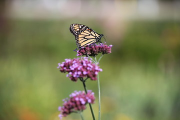 butterfly on flower
