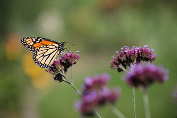 butterfly on flower