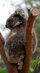 this is a male koala resting