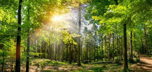 Silent Forest im Frühling mit schönen hellen Sonnenstrahlen © AA+W
