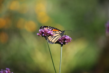 monarch butterfly on flower
