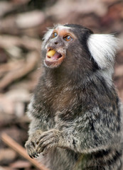 the white eared marmoset is eating an apple