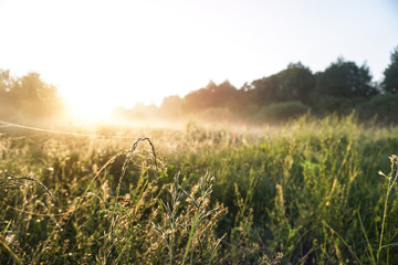 Beautiful morning landscape in light fog and the sun. Blades of grass and bushes glow in the...