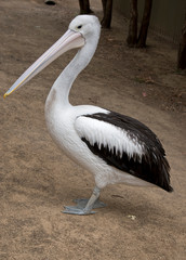 this is a side view of a pelican